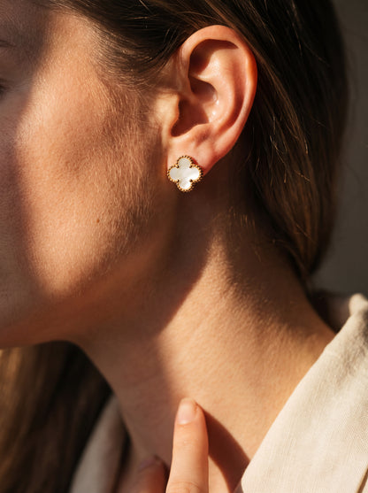 Alba Clover Stud
